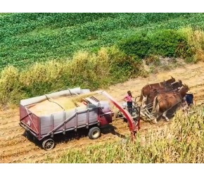 美国用马车收割玉米，百年前的农业技术，一亩地消耗2把牧草