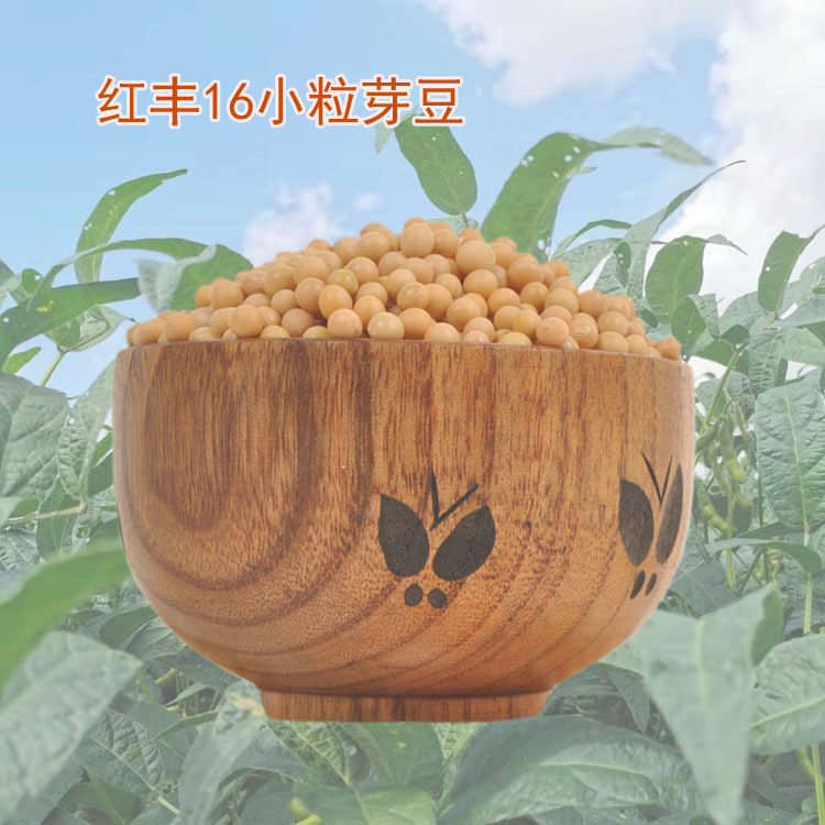 红丰16小粒芽豆