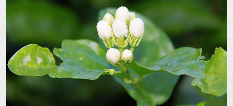 卷花A茉莉花茶详情页790抽芯_09