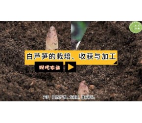 现代农业之——白芦笋的栽培、收获与加工