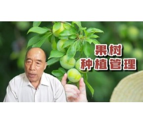 果树种植管理 #优质农产品