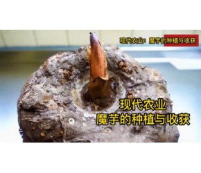 魔芋种植技术，现代农业：魔芋的种植与收获