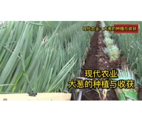 大葱种植技术视频，现代农业：大葱的种植与收获