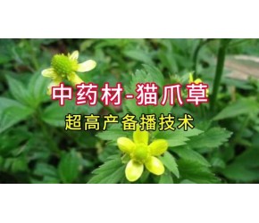 中药材-猫爪草的超高产备播技术 #农业知识早分享 #服务三农支持三农