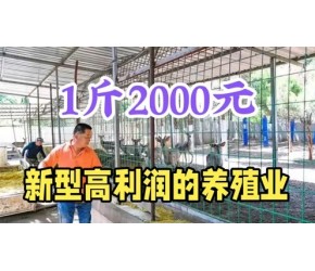 1斤能卖2000元，养200只年赚50万，南北方都可养殖，建议收藏