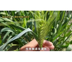 小麦种植方法，现代农业：小麦的种植与收获