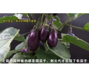 茄子种植方法，现代农业：茄子的种植与收获