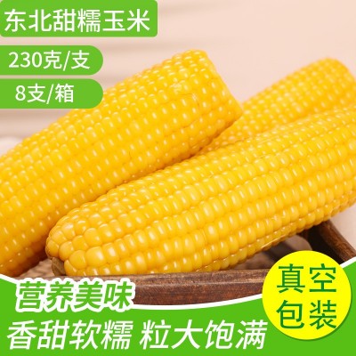 黄糯玉米方便速食东北玉米棒8支/箱真空包装批发量大从优甜糯玉米