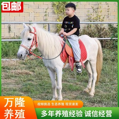 矮马活马小型骑乘马活体迷你儿童小马驹幼马宠物马幼崽小矮马活物