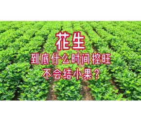 花生最佳控旺时间？如何不结小果不影响产量？ #农业技术早分享 #助农增产增收