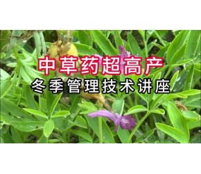 中草药超高产冬季管理技术讲座 #农业技术早分享 #服务三农支持三农