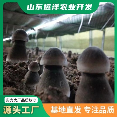 新鲜黑皮鸡枞菌人工种植鸡枞产地直发量大从优爽口煲汤鸡枞菌菇